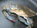 Use kitchen shears to cut the eyes off of the crab. Start about 1/2 inch behind the eyes