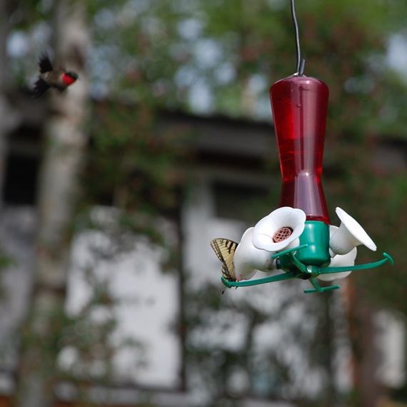 [Hummingbird%25207%255B2%255D.jpg]