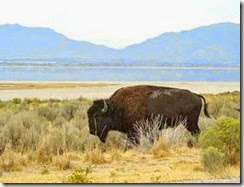 buffalo on Antelope Island