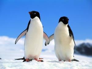 [adelie_penguins_web%255B6%255D.jpg]