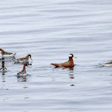 Norther and red phalaropes