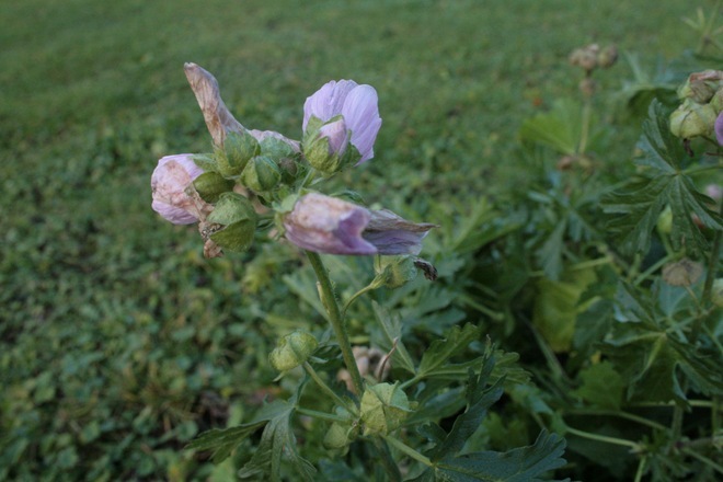 IMG_3965 IMG_3965
