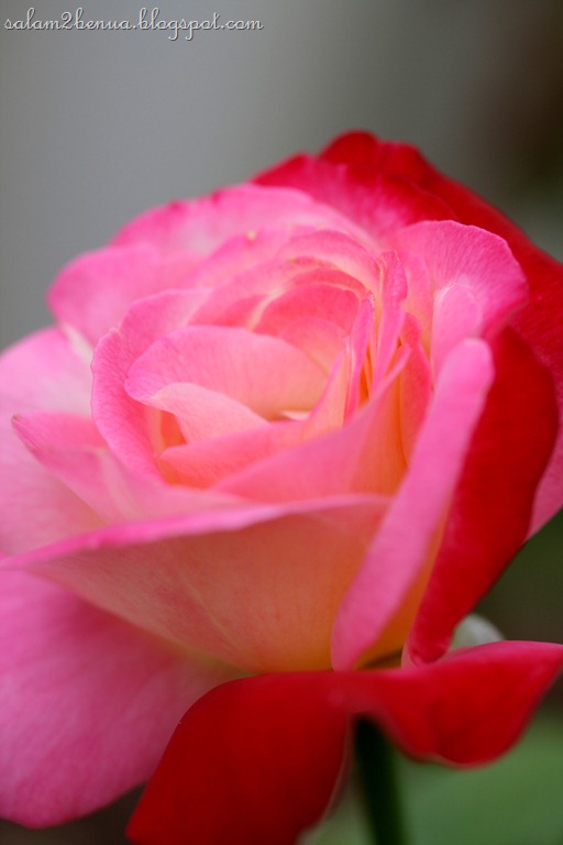 [IMG_4789%255B9%255D.jpg]