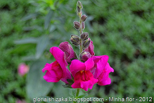 Glória Ishizaka - minhas flores - 2012 - 13