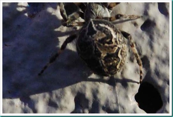 Spider Skull Close Up