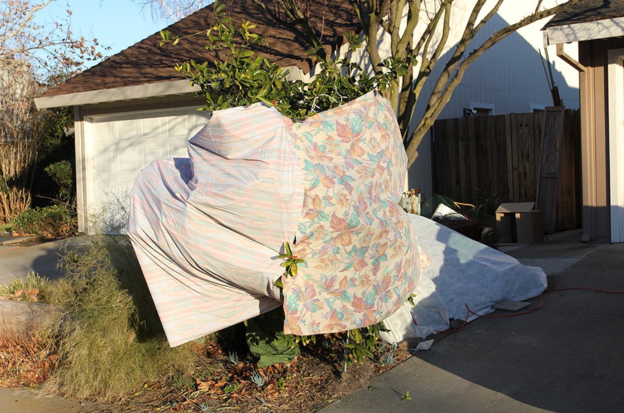 [120116_protected_lime_tree%255B2%255D.jpg]