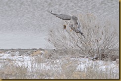 -Gray Ghost with mouse_D7K4159  NIKON D7000 February 19, 2012