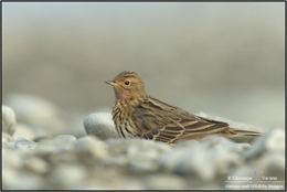 Pispola-gola-rossa---Red-Throated-Pipit-(Anthus-cervinus)-041611__DM37797-2