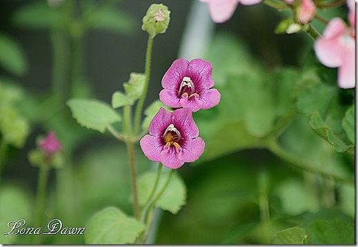 VictoriaFalls2_ViningSnapdragons