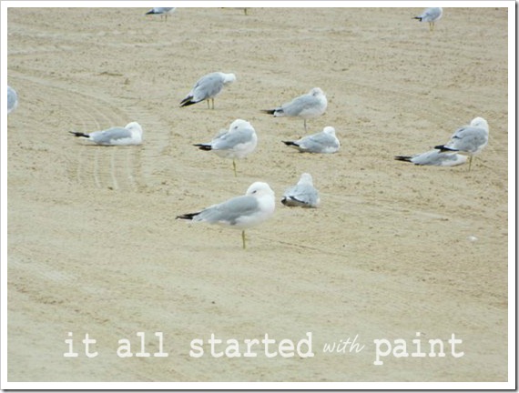 Lake Michigan Beach Seagulls. Picknicked