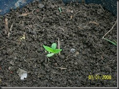01canabis 01canabis