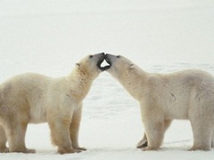 polar-bear-love_98961-480x360