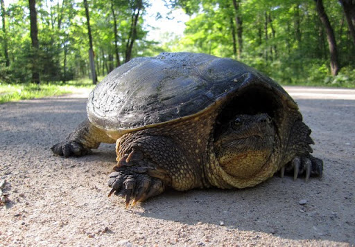 August snapper scooting across the driveway