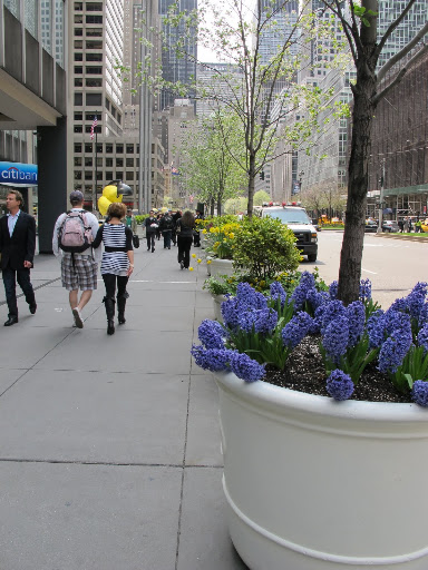 The hyacinths are gorgeous.