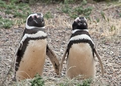 11 en nog meer pinguins.. in Puerto Madryn
