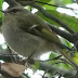 Golden%252520crowned%252520kinglet-1