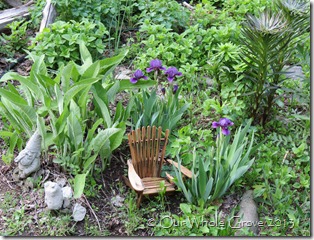 Elizabeth's irises and the gnome Elizabeth's irises and the gnome