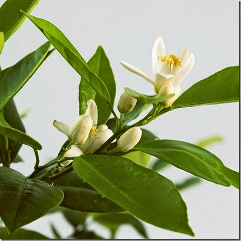 clip_image003