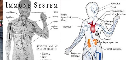 [Immune%2520System%255B4%255D.jpg]