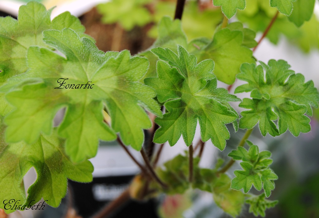[pelargonium-i-mai-0425.jpg]