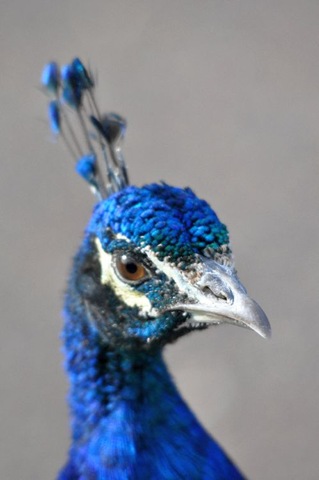 [Young%2520Peacock%2520head%2520%2528resized%2529%255B3%255D.jpg]