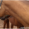Royal Road Equestrian Center-13.jpg