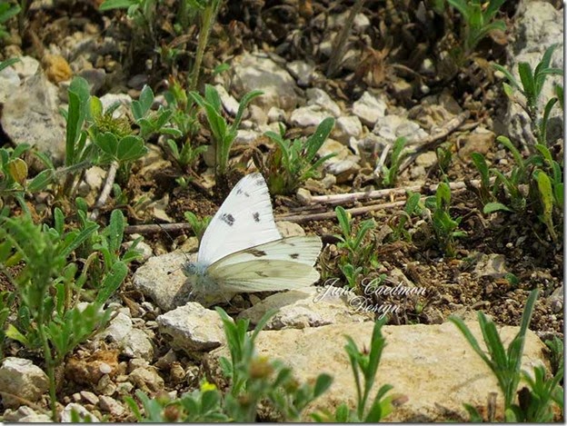 Checkered_White_Butterfly2