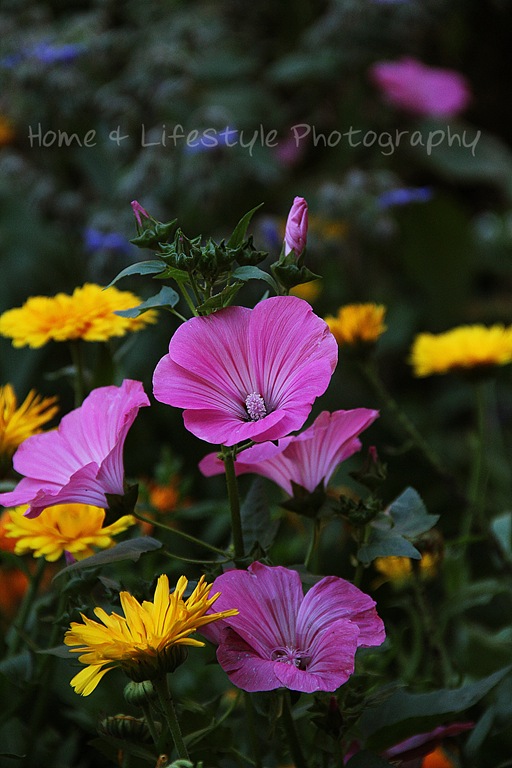 [IMG_4796a%255B3%255D.jpg]