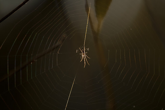 Spotting Image 1