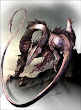 Dragon Spider