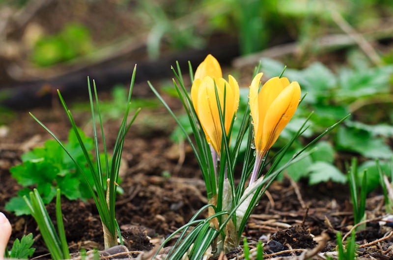 [Tcrocus2-%255B3%255D.jpg]