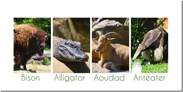 animals2