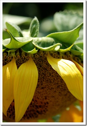 Sunflower Face Down