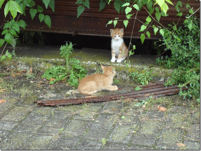 DSC00452 DSC00452