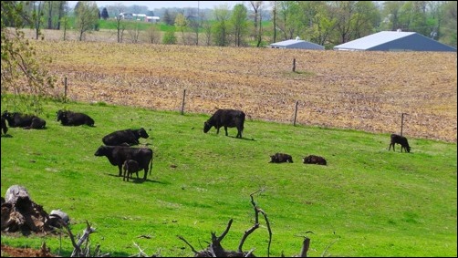 cows at pasture landscape mode cows at pasture landscape mode