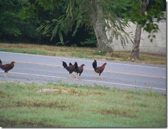 chickens chickens