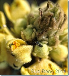 Sue Reno, mullien buds, macro image