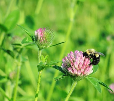 20140801_172018-property-clover