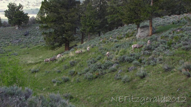 [IMG_1764BighornSheep%255B12%255D.jpg]