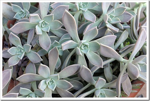 111029_Graptopetalum-paraguayense_03 111029_Graptopetalum-paraguayense_03