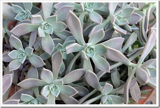 111029_Graptopetalum-paraguayense_03