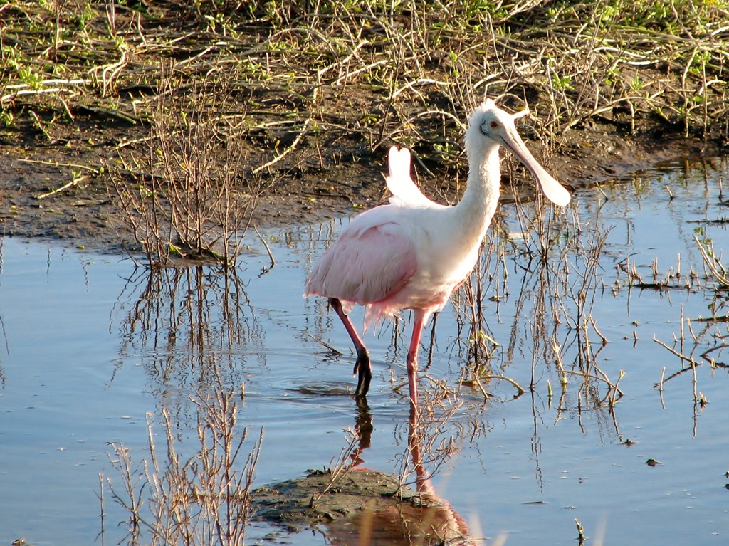 [6127%2520Texas%252C%2520South%2520Padre%2520Island%2520-%2520Birding%2520and%2520Nature%2520Center%2520-%2520Roseate%2520spoonbill%255B3%255D.jpg]