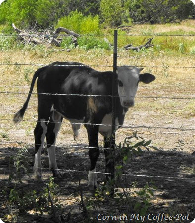 Bull calf sept 2014