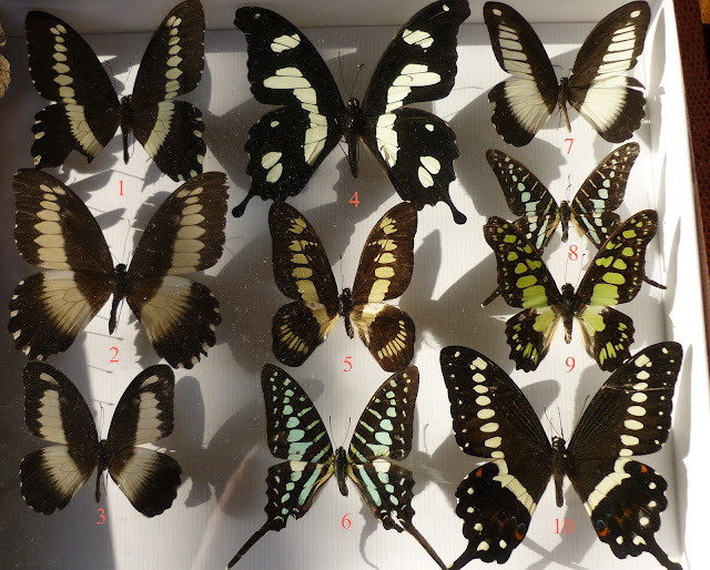 Papilionidae (2) d'Ebogo (Cameroun), avril 2013. Coll. et photo : M. Debary1. Papilio gallienus gallienus ; 2. P. cyproeofila praecyola, femelle ; 3. P. zenobia ; 4. P. hesperus hesperus ; 5. Graphium latreillanus theorini ; 6. G. policenes ; 7. Papilio cynorta ; 8. G. biokoensis ; 9. G. tynderaeus ; 10. P. lormieri.