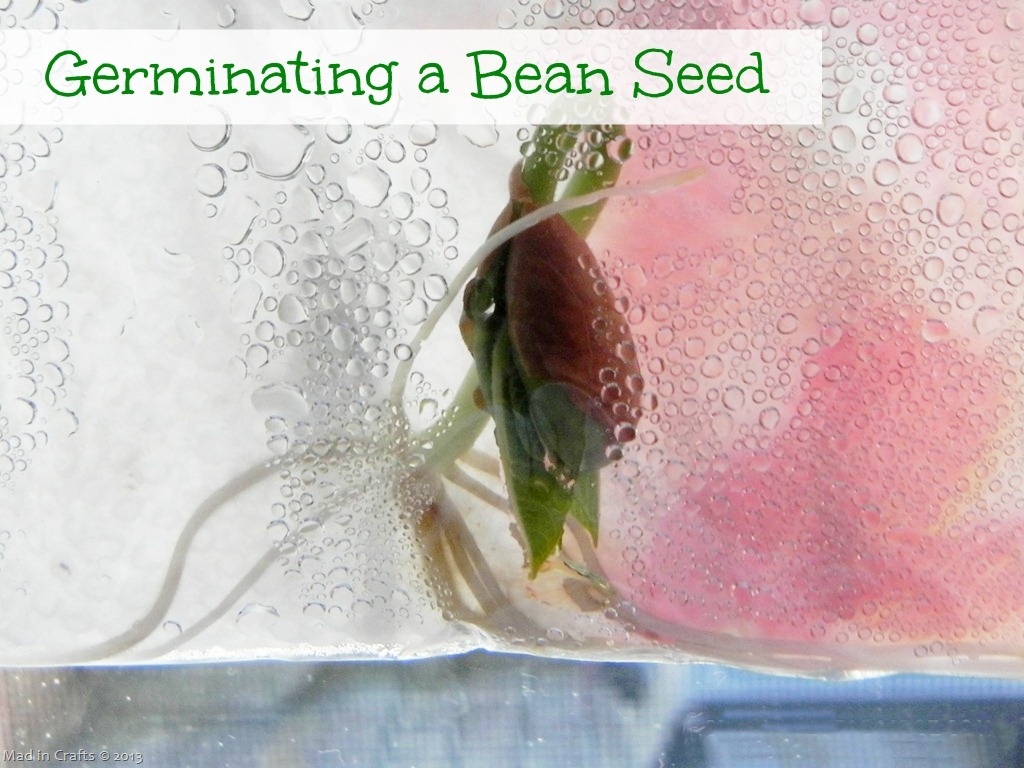 [germinating-a-bean-seed-in-a-plastic.jpg]
