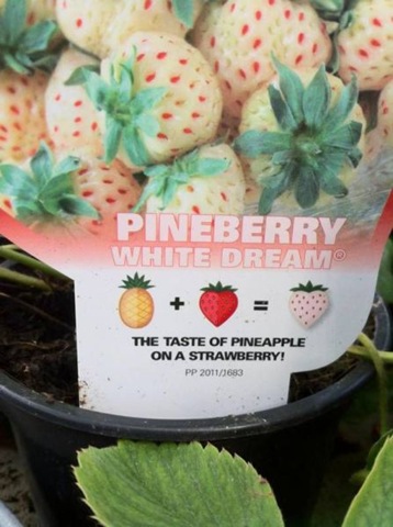 [viral-picdump-pics-44%255B2%255D.jpg]