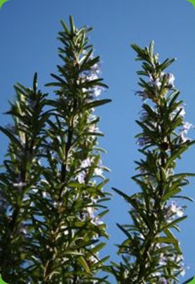 rosemary by the door