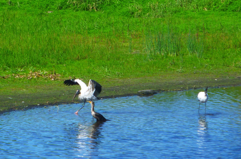 [strutting%2520stork.jpg]