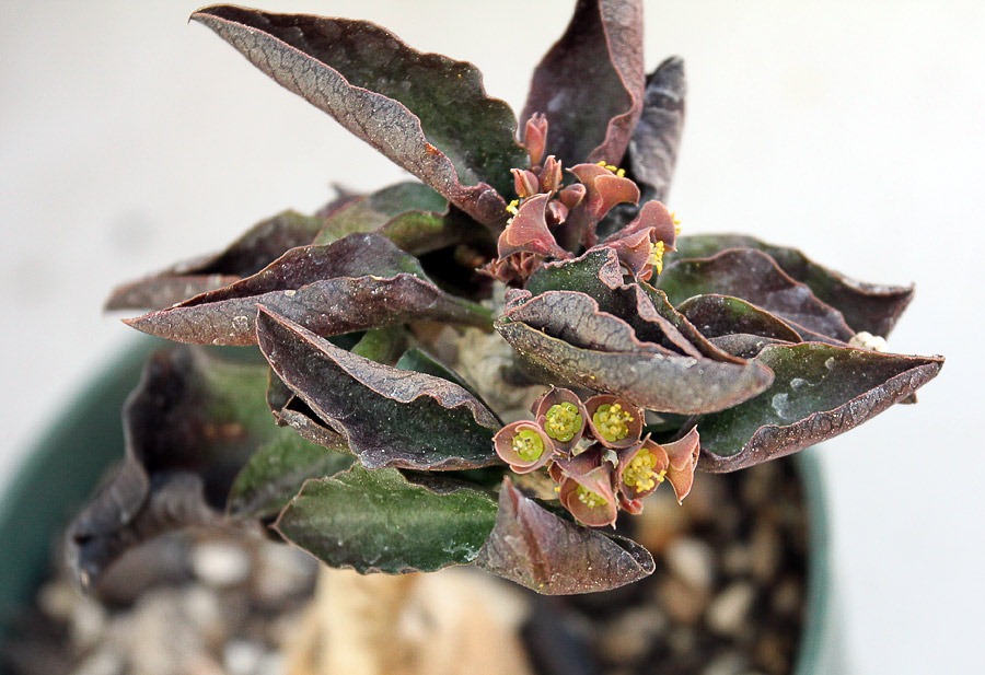 [120309_Euphorbia-ambovombensis_03%255B7%255D.jpg]