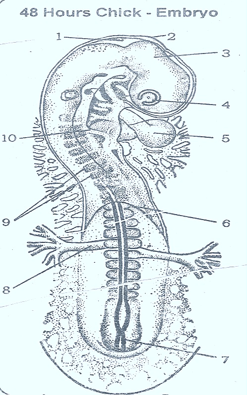 chick-embryo-48-hours chick-embryo-48-hours
